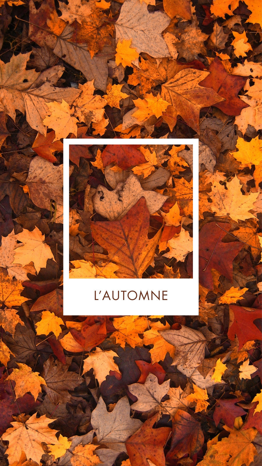 Nouveautés Automne / Hiver 2027
